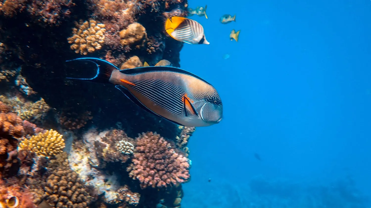 image-074d76523220da10f59d36aba7cc04e91c924f87-3000x1688-jpg